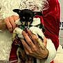 animal, celebration, chihuahua, christmas, costume, cute, dog, festive, festive_outfit, hand, holding, holiday_clothing, indoor, person, pet, portrait, red_clothing, santa_claus_costume, small_dog, white_fur_trim