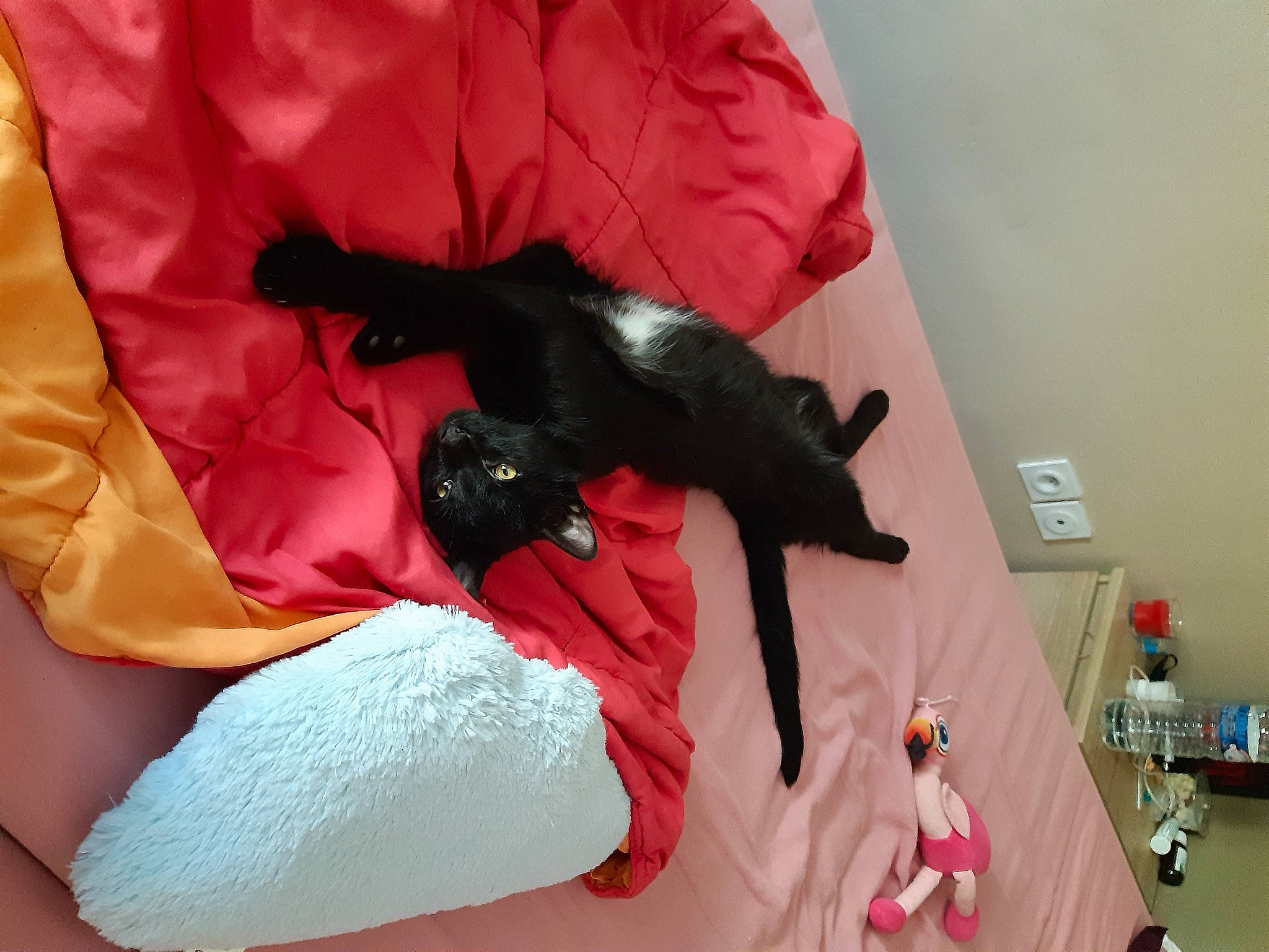 Bibou participe au concours pour gagner de l'argent avec cette photo : black, black_cat, canidae, carnivore, cat, felidae, nap, pink, room, small_to_medium_sized_cats, tail