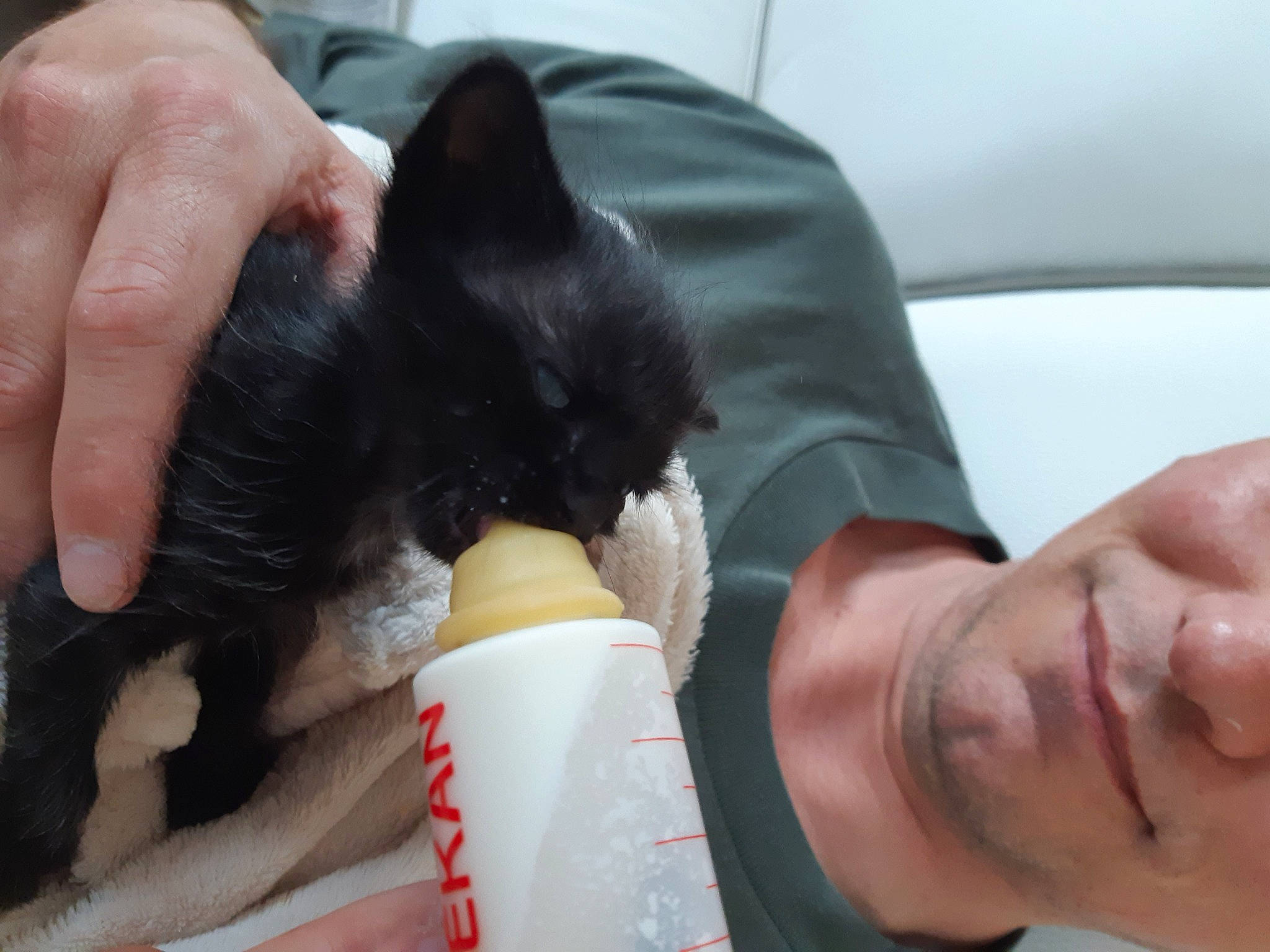 Bibou a rejoint le concours — aidez-le/la à gagner de superbes lots ! arm, black_cat, black_hair, carnivore, cat, claw, ear, felidae, finger, hand, kitten, leg, long_hair, nail, skin, small_to_medium_sized_cats, whiskers