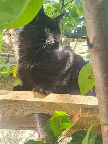 Bibou a rejoint le concours — aidez-le/la à gagner de superbes lots ! black_cat, carnivore, cat, domestic_long_haired_cat, domestic_short_haired_cat, felidae, leaf, mammal, nebelung, organism, plant, small_to_medium_sized_cats, tail, whiskers