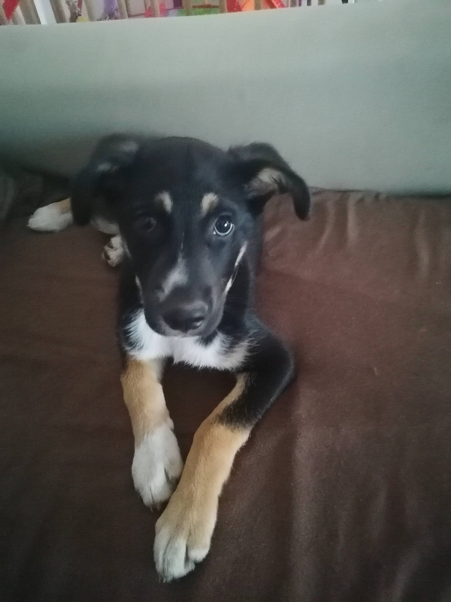 Rocky participe au concours pour gagner de l'argent avec cette photo : beagador, borador, border_collie, canidae, carnivore, companion_dog, dog, dog_breed, labrador_husky, labrador_retriever, mammal, nose, potcake_dog, puppy, rare_breed_dog, snout, sporting_group, street_dog