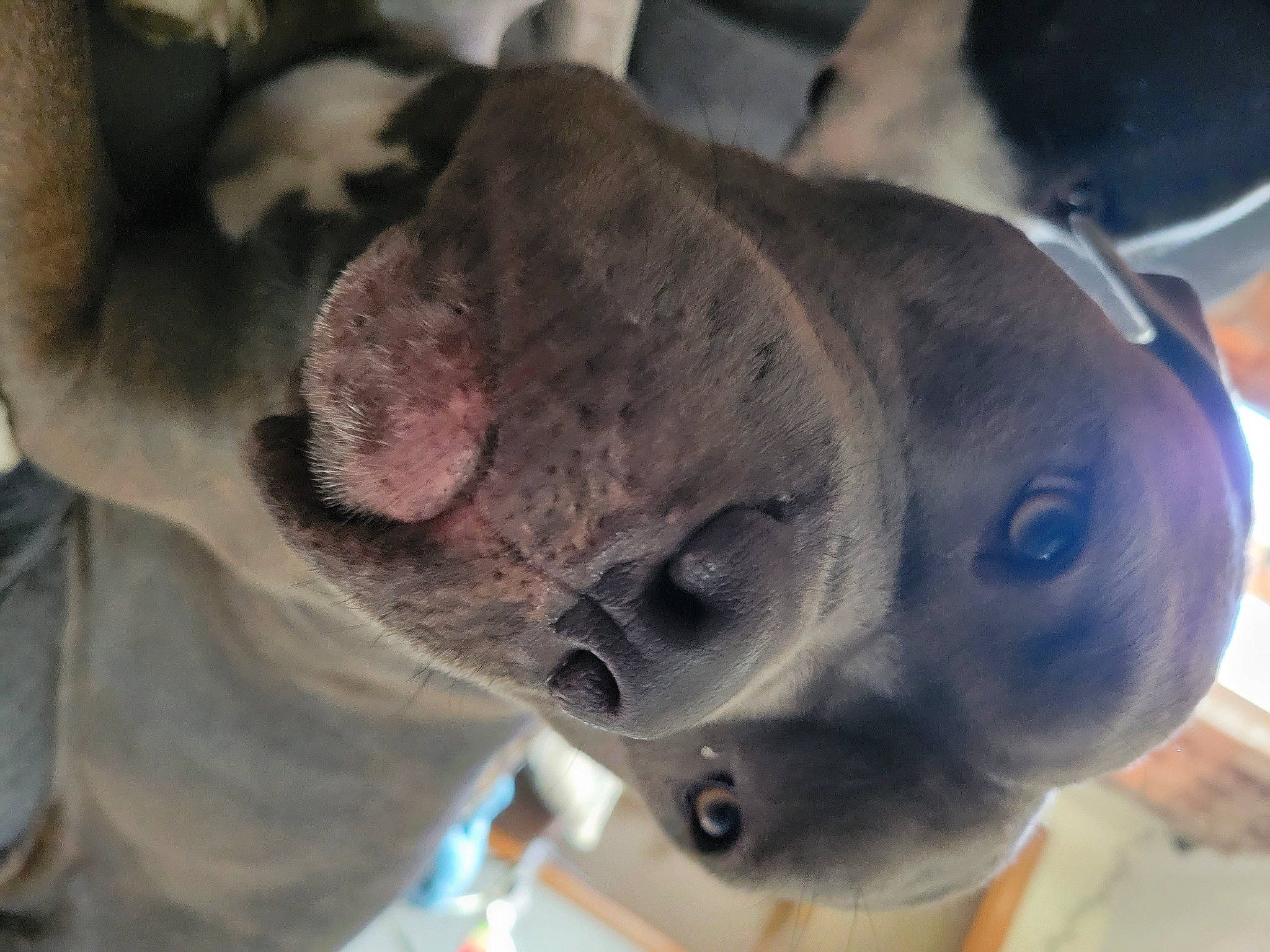 Bane is registered to the contest to win money with this photo: canidae, carnivore, collar, companion_dog, dog, dog_breed, ear, electric_blue, fawn, liver, non_sporting_group, snout, sporting_group, whiskers, working_animal, wrinkle