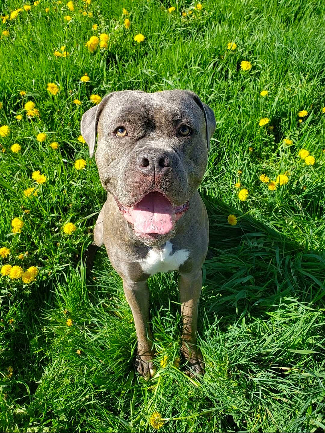 Bane joined the competition — help win amazing prizes! canidae, carnivore, companion_dog, dog, dog_breed, fawn, flower, grass, grassland, groundcover, herbaceous_plant, hunting_dog, molosser, plant, prairie, sporting_group, terrestrial_animal, working_animal, working_dog, wrinkle