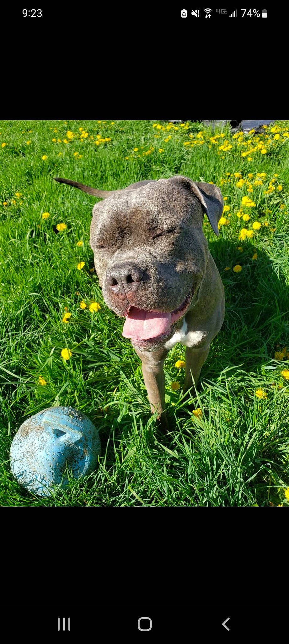 Bane is registered to the contest to win money with this photo: ball, bulldog, carnivore, companion_dog, dog, dog_breed, fawn, flower, grass, grass_family, grassland, groundcover, lawn, meadow, people_in_nature, plant, snout, terrestrial_animal, working_animal, wrinkle