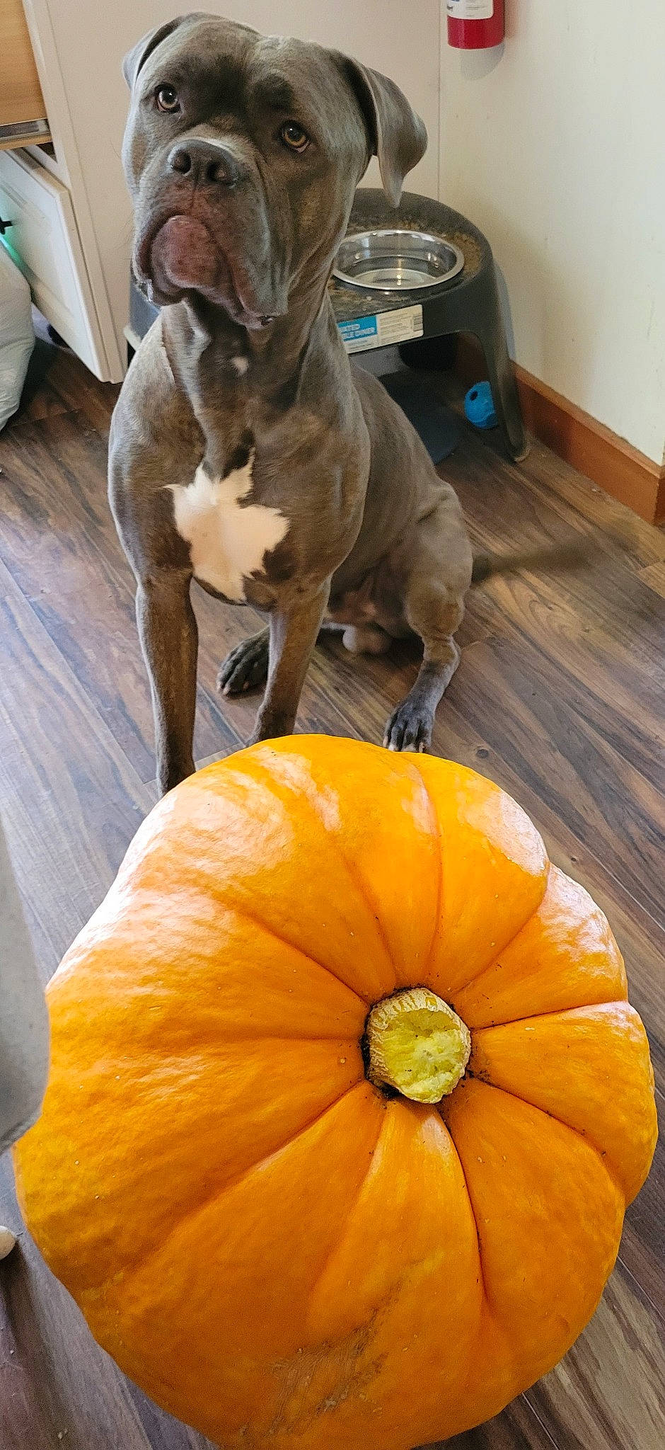 Bane joined the competition — help win amazing prizes! calabaza, carnivore, companion_dog, cucurbita, dog, dog_breed, food, gourd, hardwood, local_food, natural_foods, orange, produce, pumpkin, squash, tints_and_shades, vegetable, whole_food, winter_squash, wood