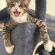 Rio a rejoint le concours — aidez-le/la à gagner de superbes lots ! cat, tabby_cat, kitten, animal, pet, feline, open_mouth, pink_nose, whiskers, striped_fur, white_paws, sitting, lounging, cat_tree, scratching_post, indoor, portrait, close_up, playful, funny