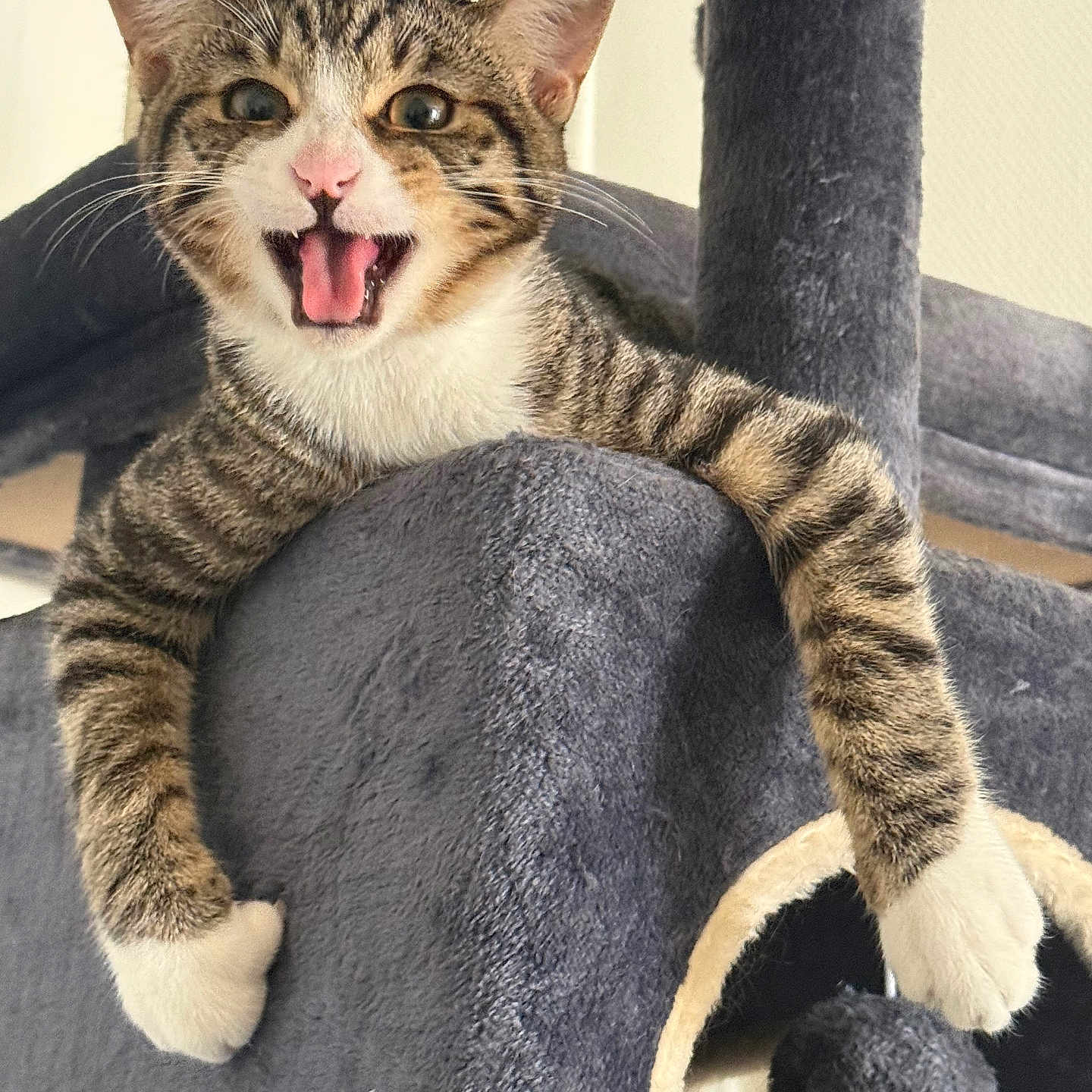 Rio a rejoint le concours — aidez-le/la à gagner de superbes lots ! cat, tabby_cat, kitten, animal, pet, feline, open_mouth, pink_nose, whiskers, striped_fur, white_paws, sitting, lounging, cat_tree, scratching_post, indoor, portrait, close_up, playful, funny