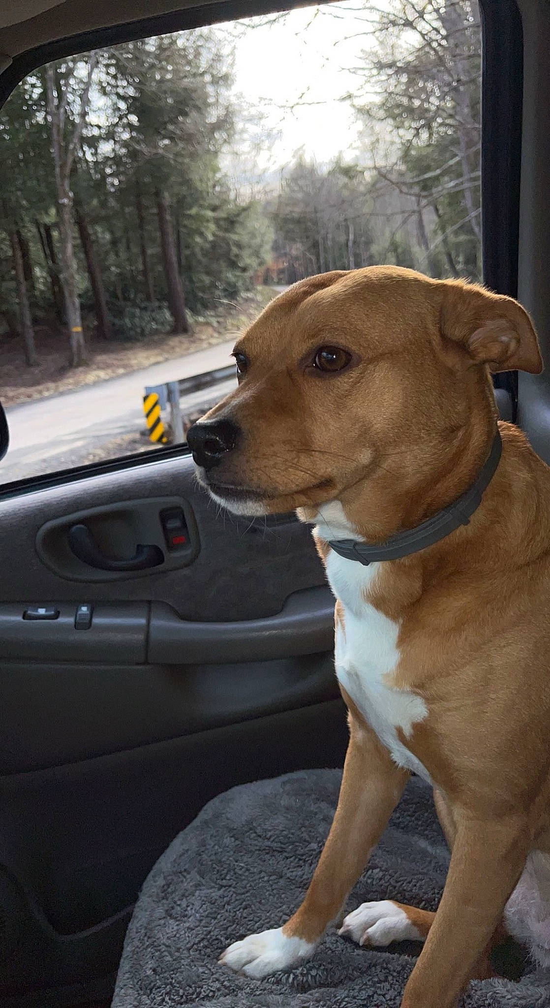 Maziey joined the competition — help win amazing prizes! car, carnivore, collar, companion_dog, dog, dog_breed, dog_collar, fawn, gun_dog, liver, pet_supply, plant, snout, sporting_group, tree, vehicle, vehicle_door, whiskers, windshield, working_animal