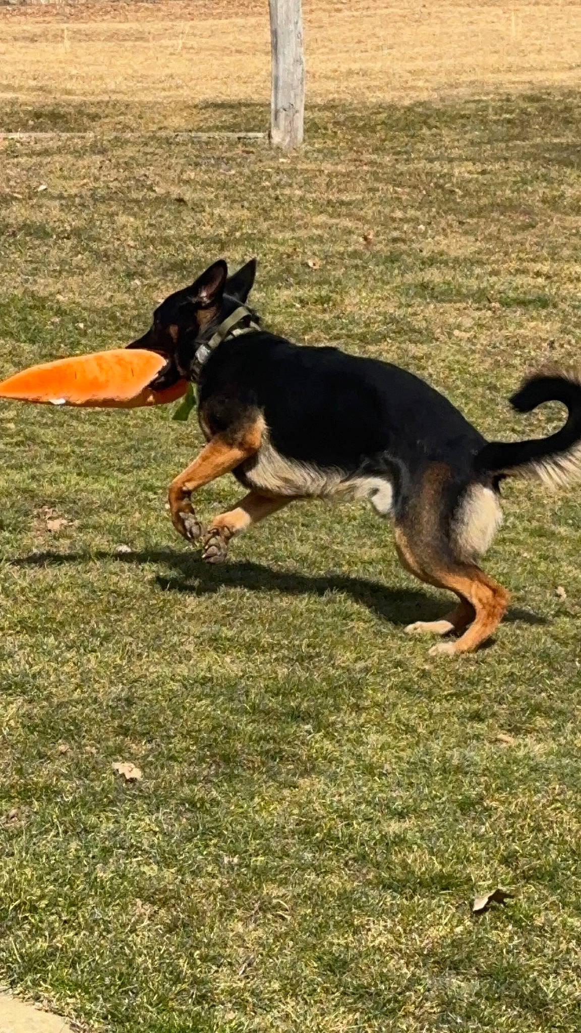 Barren is registered to the contest to win money with this photo: canidae, carnivore, companion_dog, dog, dog_breed, dog_supply, grass, herding_dog, snout, sporting_group, tail, terrestrial_animal, working_dog