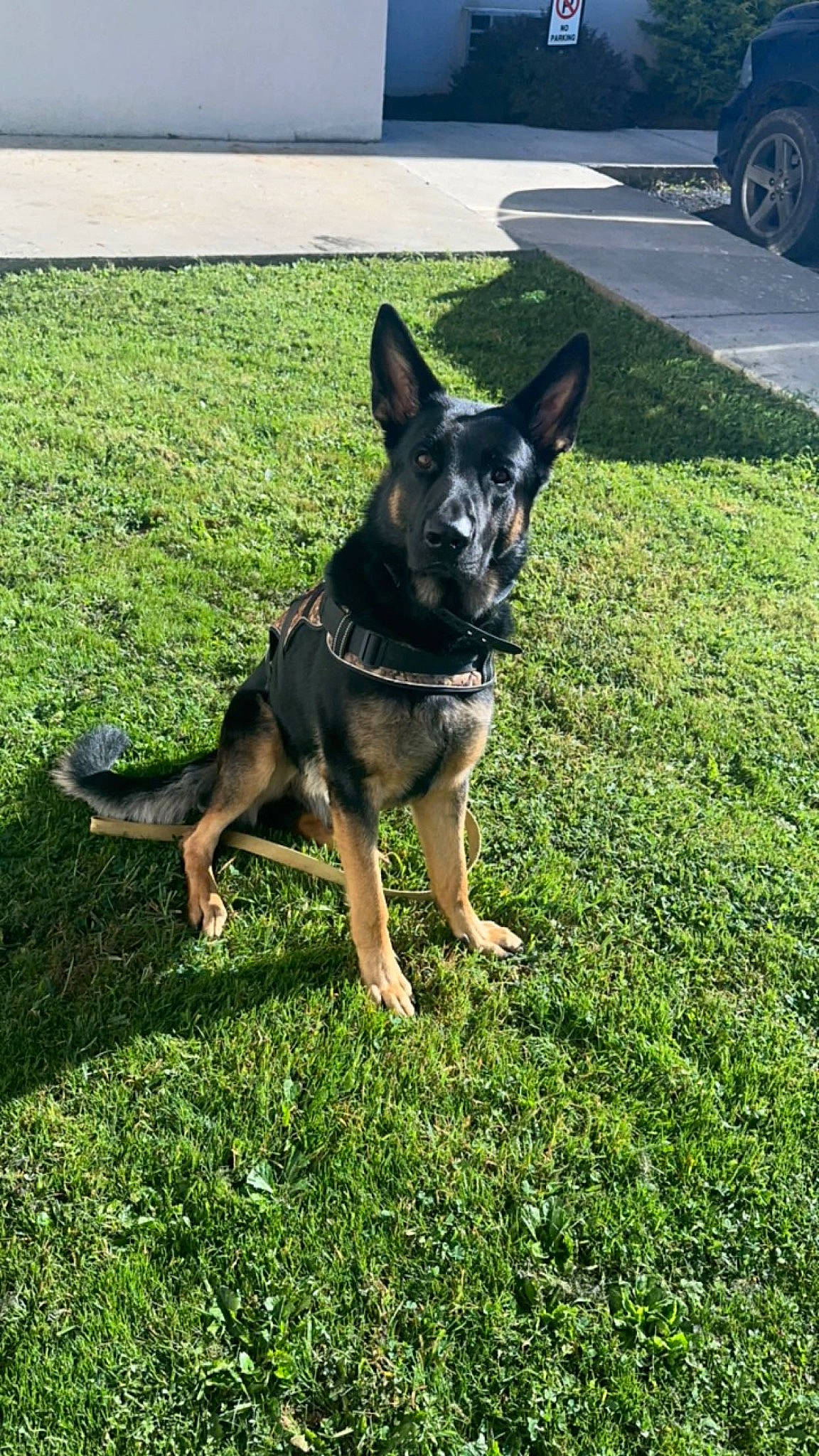 Barren is registered to the contest to win money with this photo: canidae, carnivore, collar, companion_dog, dog, dog_breed, dog_collar, dog_supply, german_shepherd_dog, grass, guard_dog, herding_dog, lawn, plant, snout, tail, tire, wheel, working_animal, working_dog