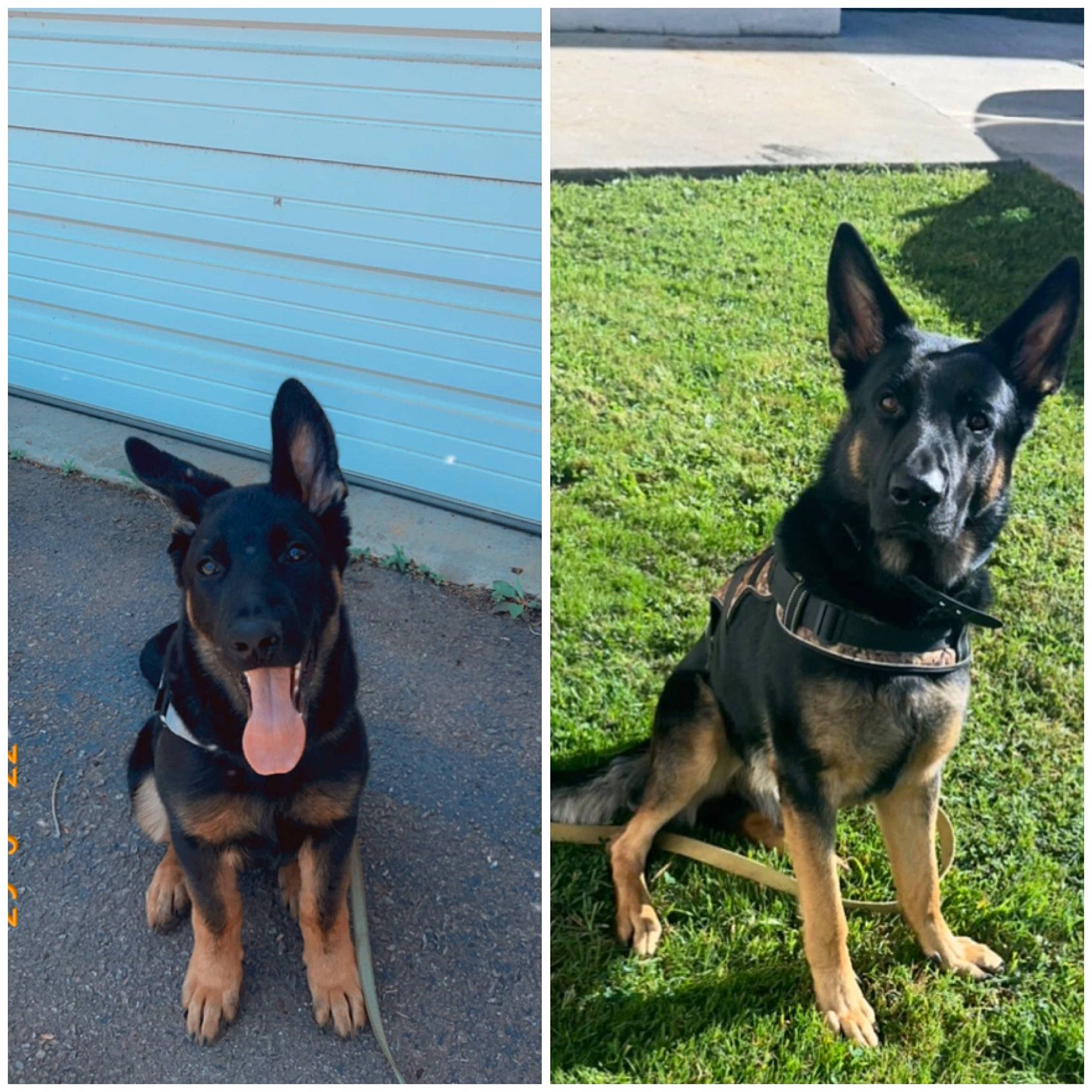 Barren is registered to the contest to win money with this photo: ancient_dog_breeds, canidae, carnivore, collar, companion_dog, dog, dog_breed, dog_collar, dog_supply, german_shepherd_dog, grass, guard_dog, herding_dog, sharing, snout, sporting_group, toy_dog, working_animal, working_dog