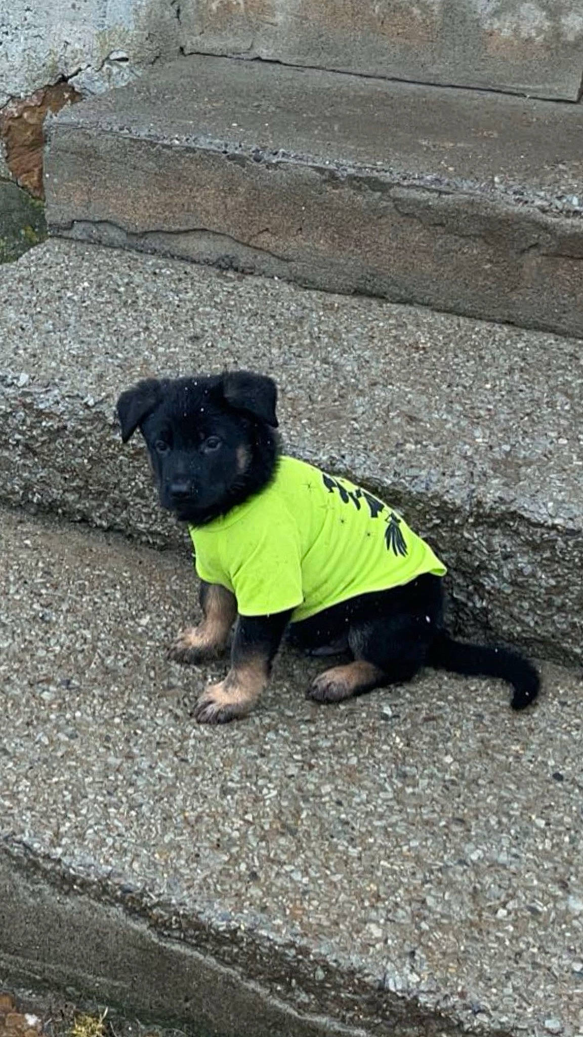 Barren is registered to the contest to win money with this photo: asphalt, carnivore, companion_dog, concrete, dog, dog_breed, dog_clothes, dog_supply, fawn, grass, leash, personal_protective_equipment, road_surface, sidewalk, snout, sporting_group, t_shirt, tail, tar, working_animal