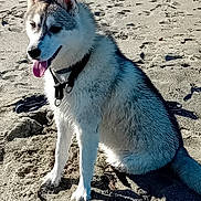 Volf participe au concours pour gagner de l'argent avec cette photo : dog, husky, beach, sand, animal, pet, outdoor, canine, tongue_out, sitting, sunlight, collar, fur, paw_prints, nature, daytime, happy, playful, mammal, leash