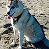 dog, husky, beach, sand, animal, pet, outdoor, canine, tongue_out, sitting, sunlight, collar, fur, paw_prints, nature, daytime, happy, playful, mammal, leash