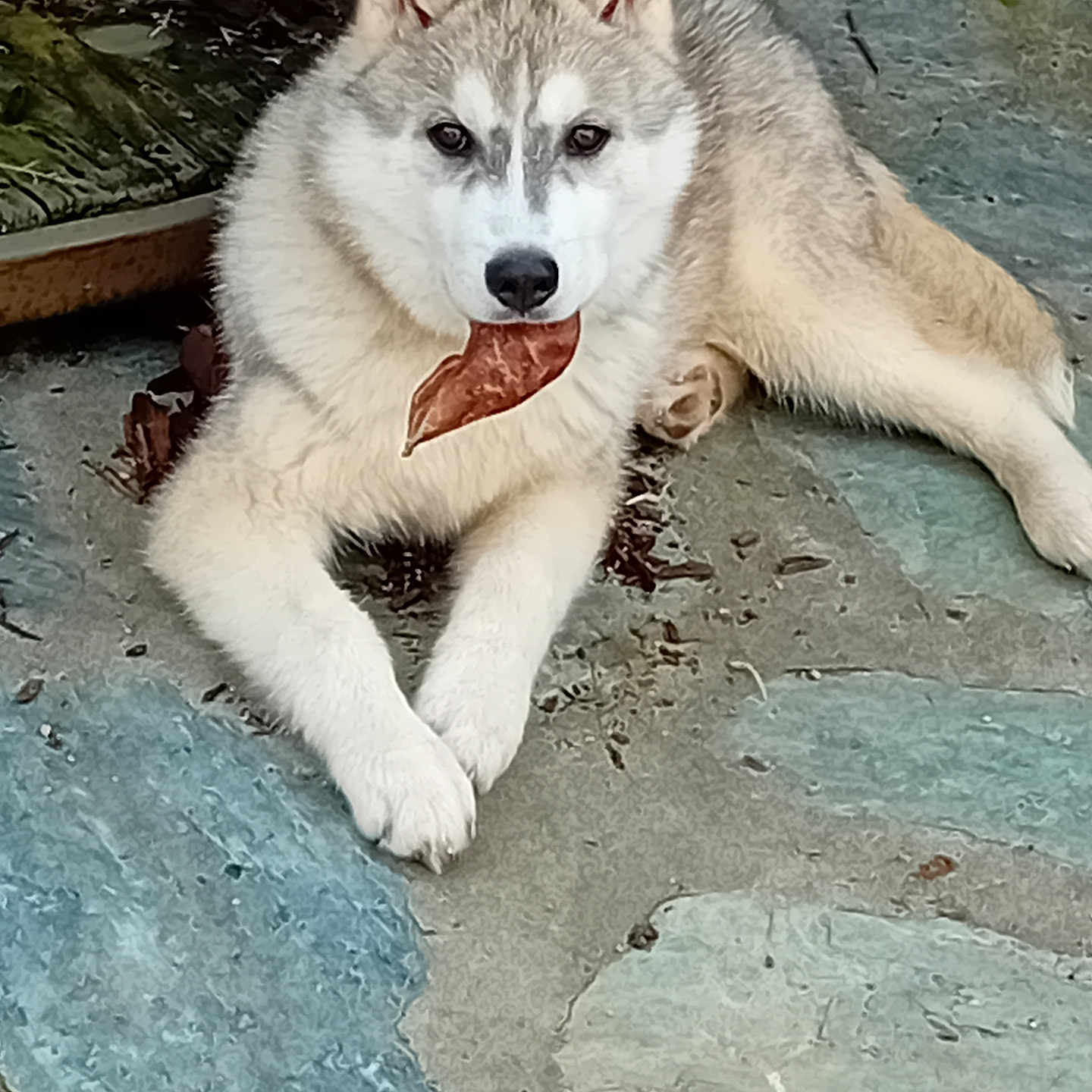 Volf a rejoint le concours — aidez-le/la à gagner de superbes lots ! dog, puppy, husky, leaf, outdoor, stone_patio, animal, pet, fur, laying_down, cute, young, nature, playful, canine, mammal, tongue, ears, face, eyes