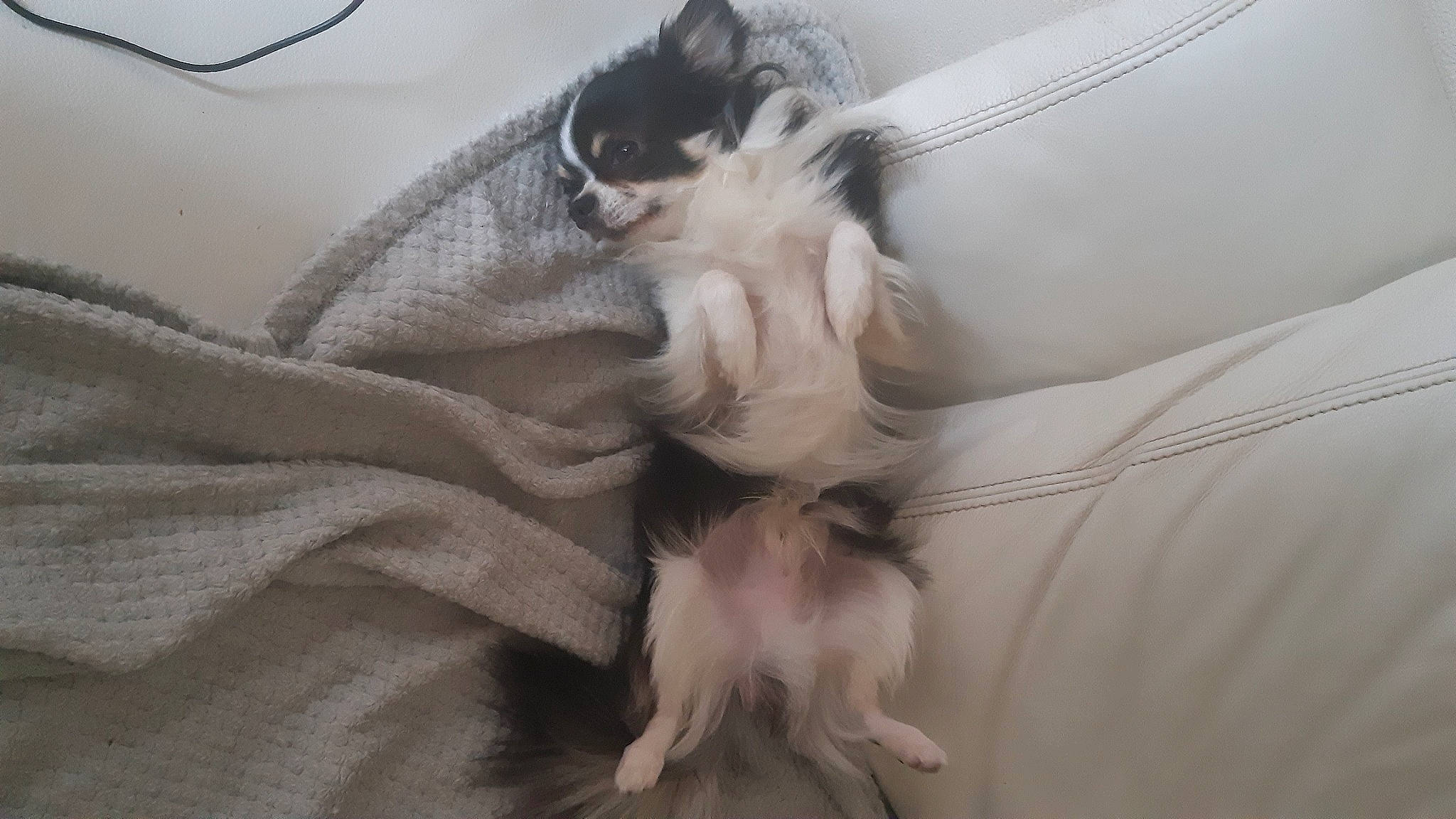 Stan a rejoint le concours — aidez-le/la à gagner de superbes lots ! bed, bedding, canidae, carnivore, cat, comfort, companion_dog, couch, dog_breed, duvet, fawn, felidae, fur, linens, paw, small_to_medium_sized_cats, snout, sporting_group, tail, whiskers