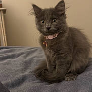 Jolly joined the competition — help win amazing prizes! kitten, gray_fur, cat, pet, collar, bell, wide_eyes, fluffy, sitting, blanket, indoor, cute, young, curious, feline, soft_texture, cozy, domestic_animal, portrait, whiskers