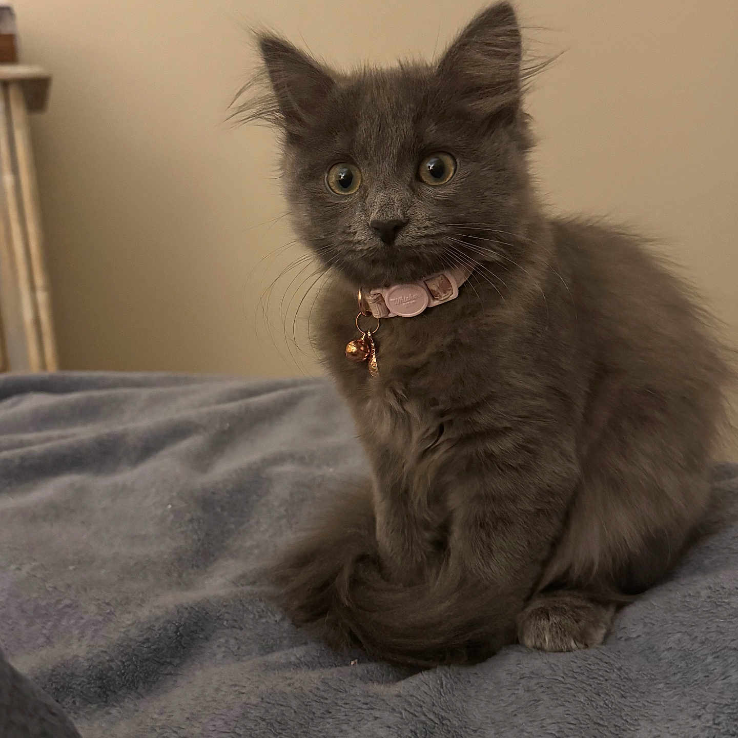 Jolly joined the competition — help win amazing prizes! bell, blanket, cat, collar, cozy, curious, cute, domestic_animal, feline, fluffy, gray_fur, indoor, kitten, pet, portrait, sitting, soft_texture, whiskers, wide_eyes, young