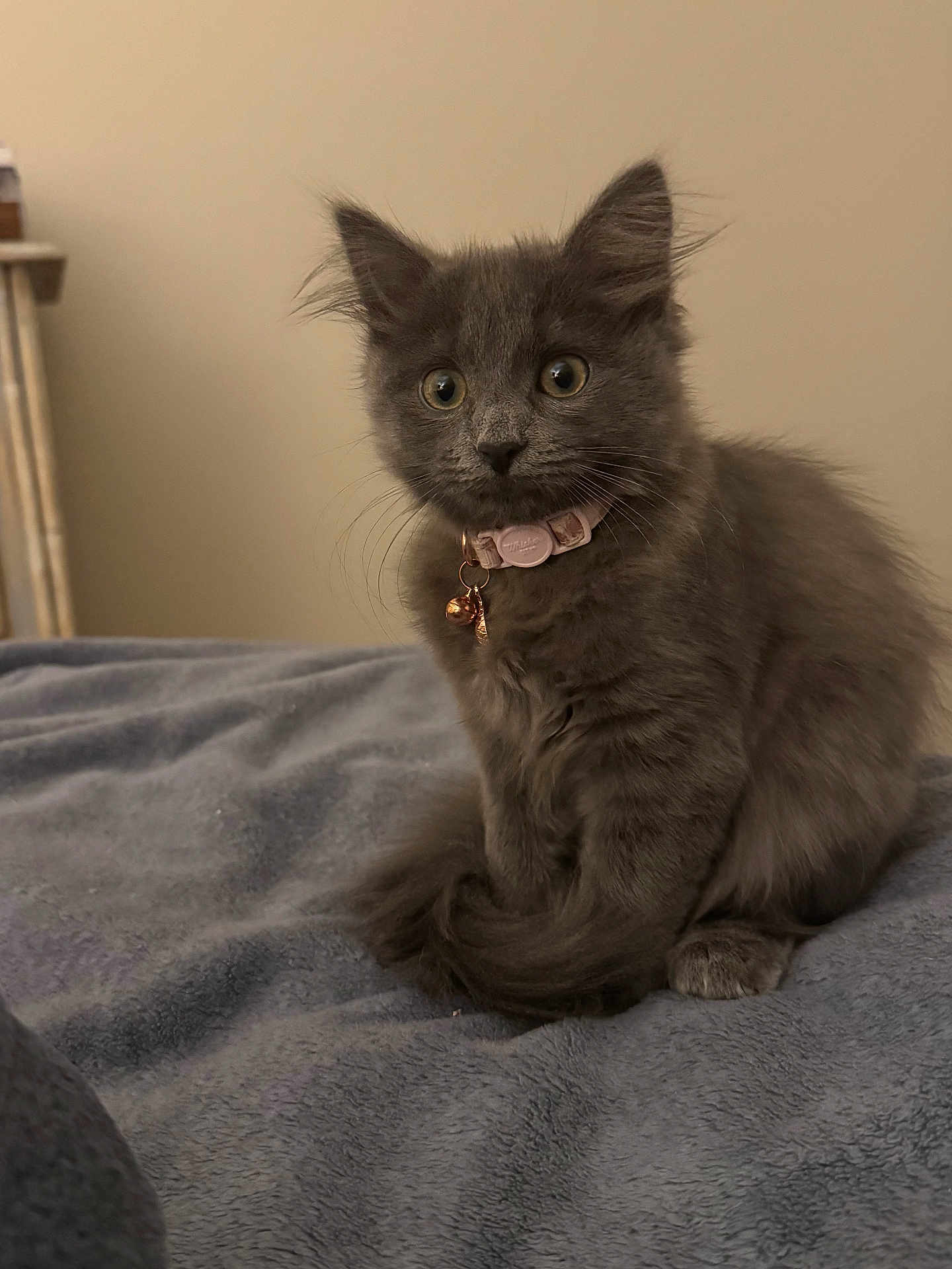 Jolly joined the competition — help win amazing prizes! kitten, gray_fur, cat, pet, collar, bell, wide_eyes, fluffy, sitting, blanket, indoor, cute, young, curious, feline, soft_texture, cozy, domestic_animal, portrait, whiskers