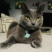 Lillie joined the competition — help win amazing prizes! cat, gray_cat, yellow_eyes, collar, fish_tag, pet, indoor, couch, pillows, living_room, furniture, home_decor, relaxed, animal, feline, closeup, portrait, domestic_cat, whiskers, paw