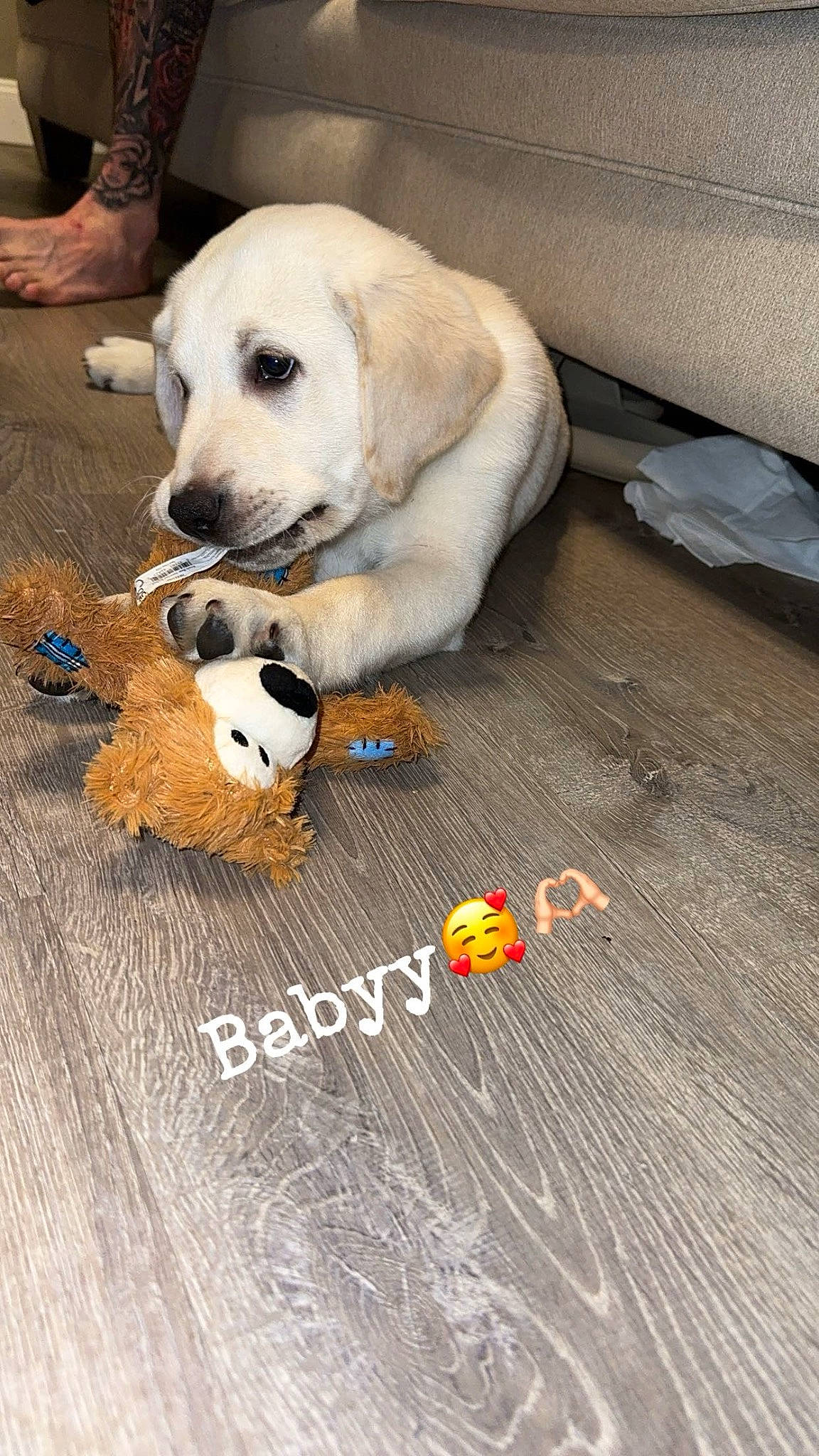 Koda joined the competition — help win amazing prizes! ball, canidae, carnivore, companion_dog, dog, dog_breed, dog_supply, dog_toy, fawn, floor, flooring, football, hardwood, paw, sporting_group, stuffed_toy, toy, wood, wood_flooring, wood_stain