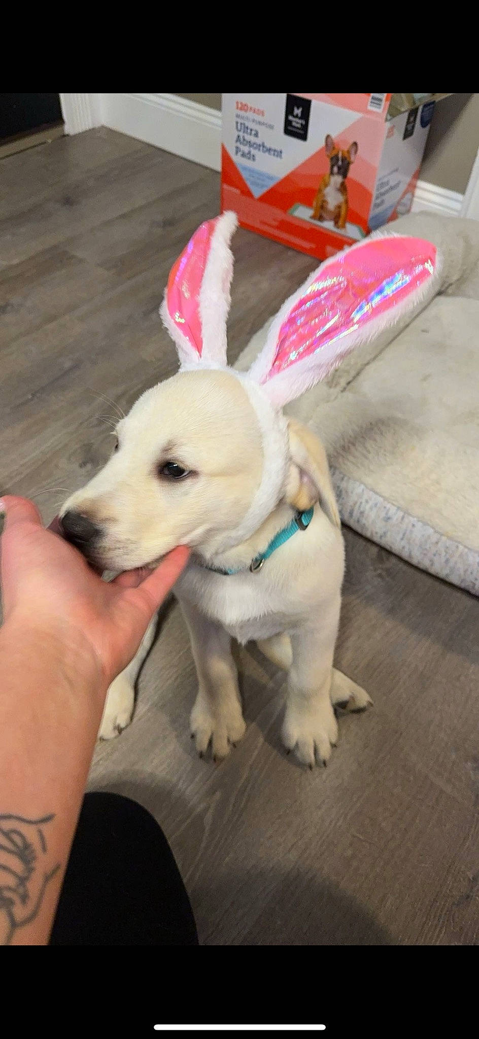 Koda joined the competition — help win amazing prizes! canidae, carnivore, collar, companion_dog, dog, dog_breed, dog_collar, dog_supply, fashion_accessory, fawn, flooring, fur, leash, paw, pet_supply, snout, sporting_group, tail, wood, working_animal