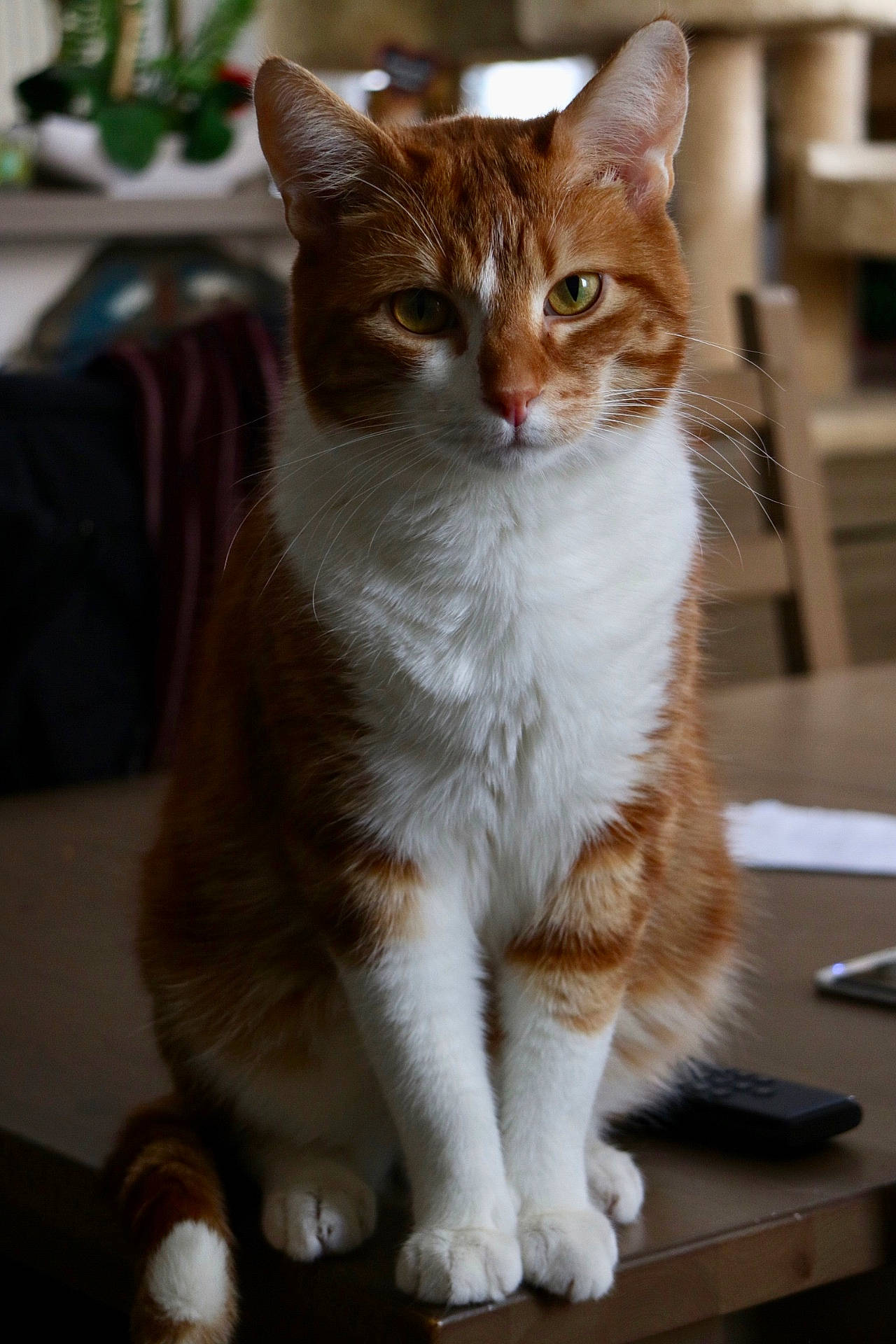 Boubou participe au concours pour gagner de l'argent avec cette photo : abyssinian, animal, cat, computer, computerhardware, computerkeyboard, desk, electronics, furniture, hardware, hardwood, kitten, laptop, manx, pc, pet, plywood, remotecontrol, table, wood