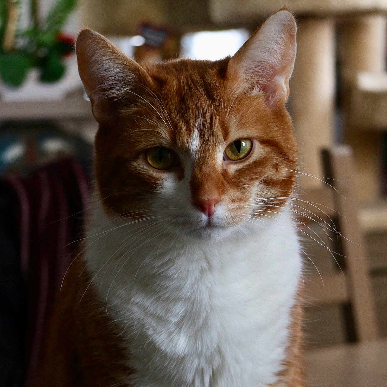 Boubou a rejoint le concours — aidez-le/la à gagner de superbes lots ! abyssinian, animal, cat, hardwood, kitten, manx, pet, wood