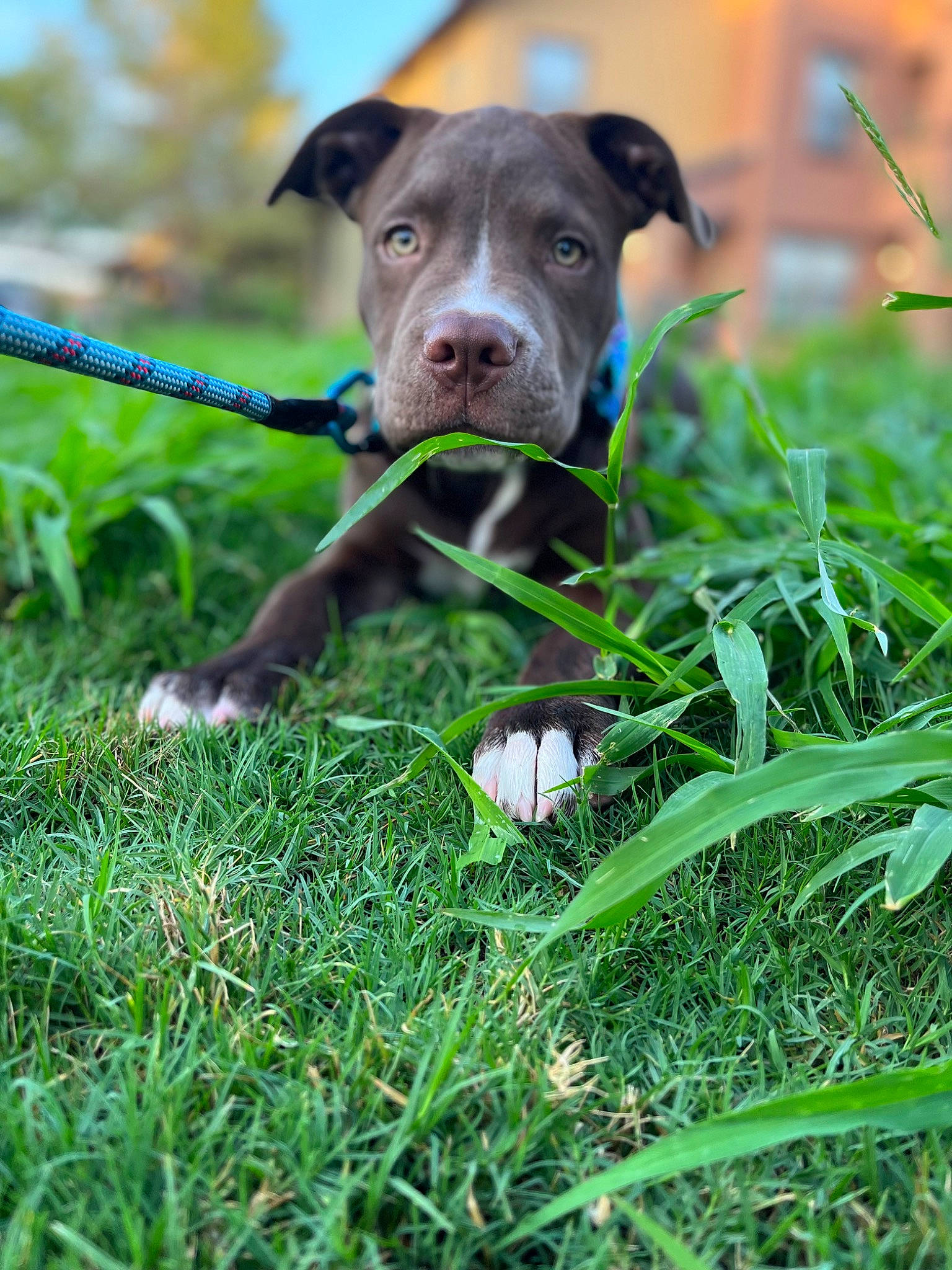 Bosco joined the competition — help win amazing prizes! carnivore, collar, companion_dog, dog, dog_breed, dog_collar, dog_supply, fawn, grass, grassland, happy, meadow, pet_supply, plant, snout, sporting_group, sports_toy, terrestrial_animal, toy, working_animal