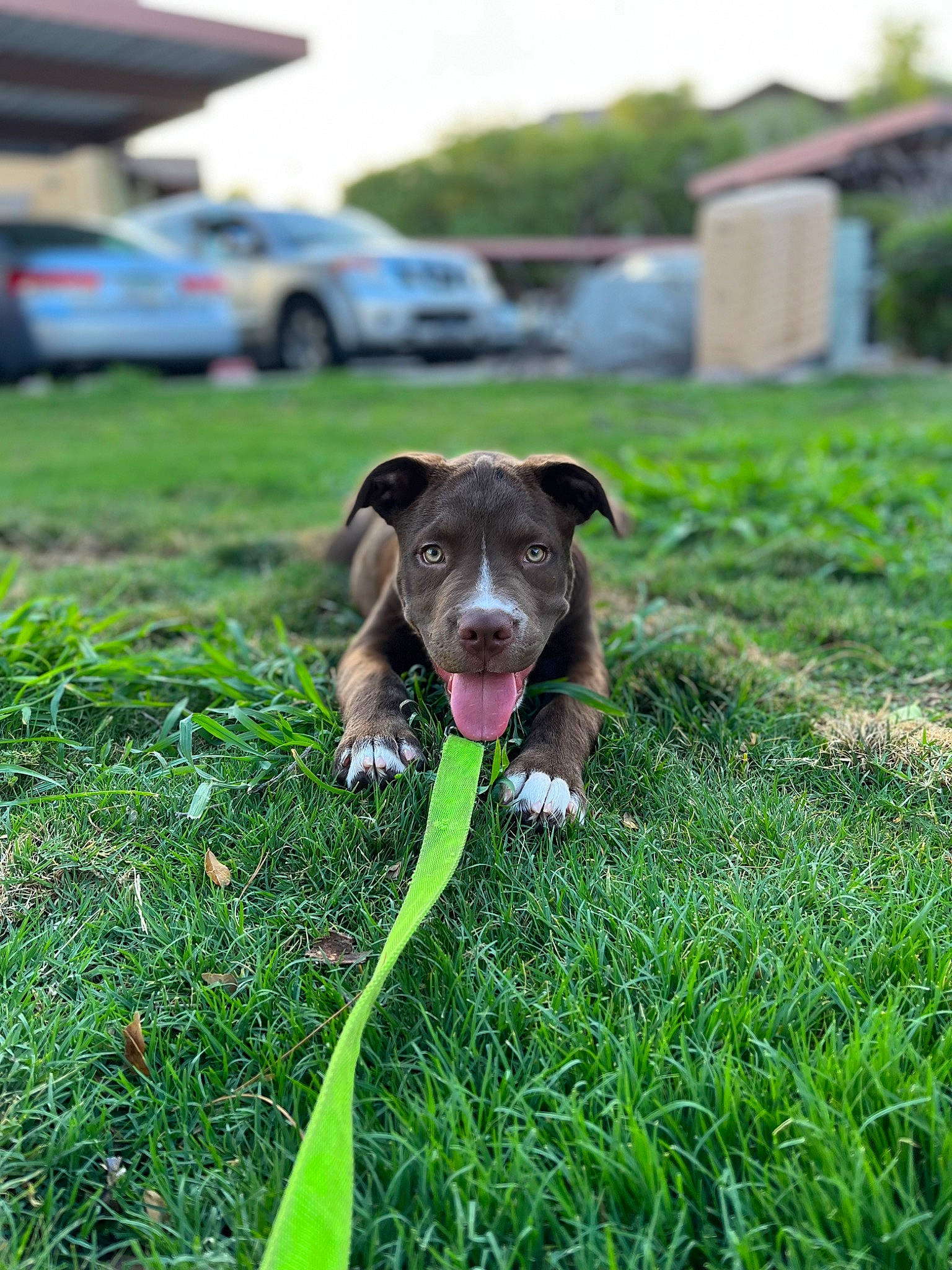Bosco joined the competition — help win amazing prizes! car, carnivore, collar, companion_dog, dog, dog_breed, dog_collar, grass, grassland, groundcover, gun_dog, herbaceous_plant, lawn, pasture, plant, sky, sporting_group, tail, vehicle, working_animal