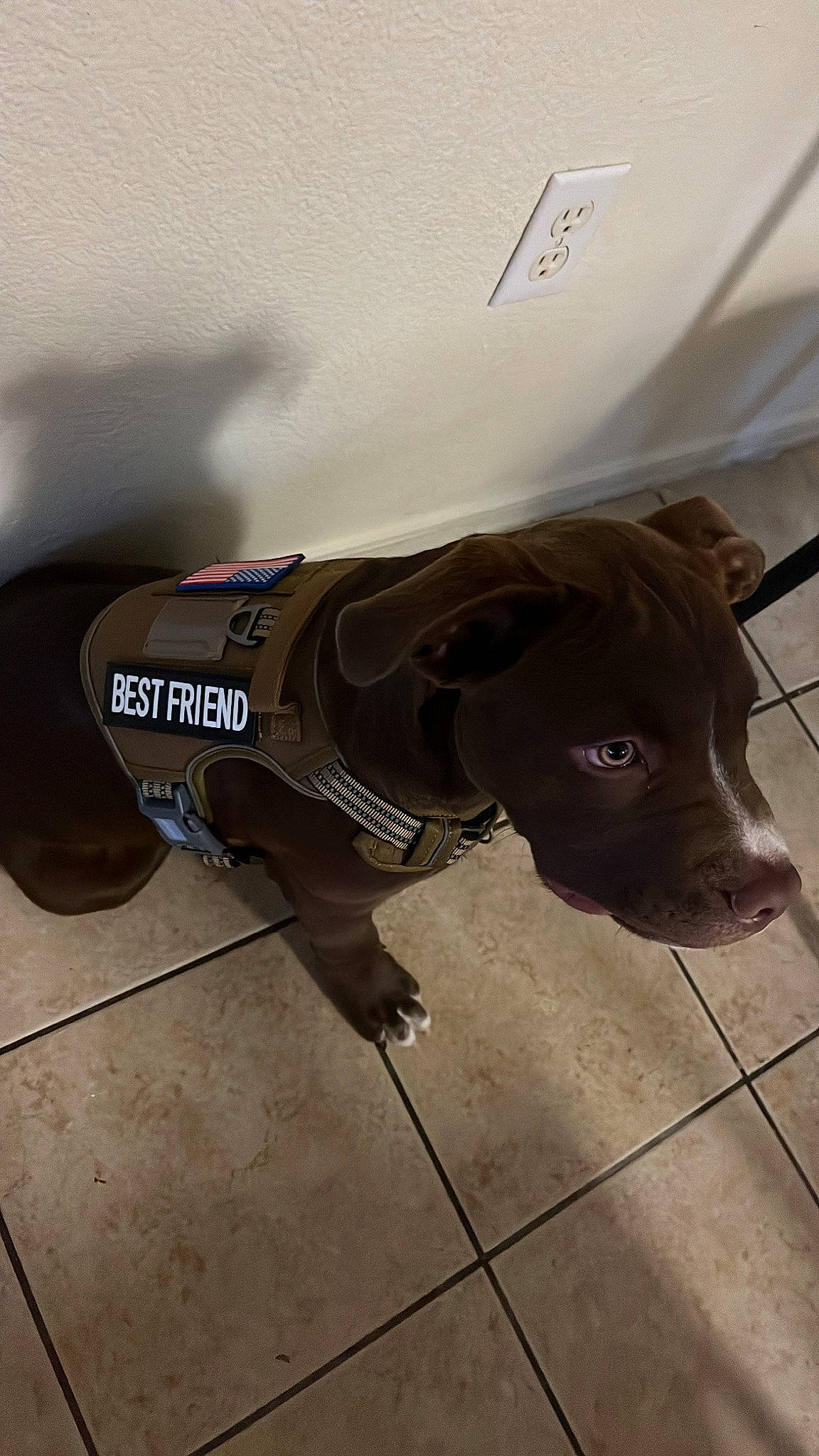 Bosco joined the competition — help win amazing prizes! canidae, carnivore, collar, companion_dog, dog, dog_breed, dog_collar, dog_supply, fawn, floor, flooring, fur, leash, liver, pet_supply, snout, sporting_group, tail, whiskers, working_animal