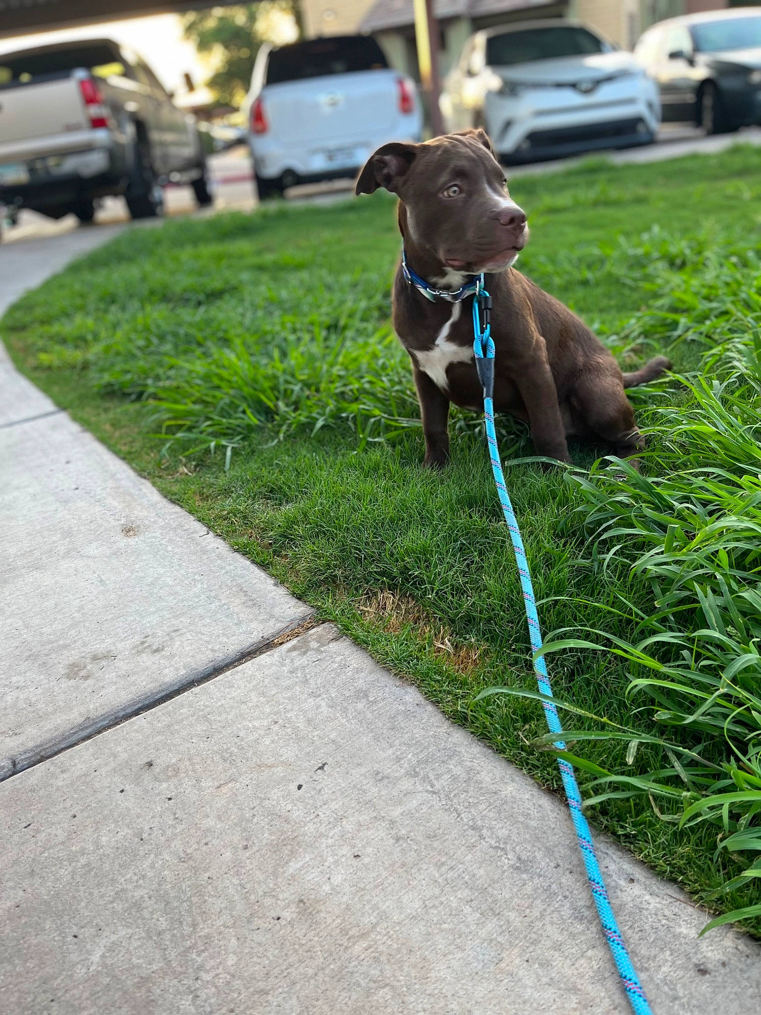 Bosco joined the competition — help win amazing prizes! car, carnivore, collar, companion_dog, dog, dog_breed, dog_collar, fawn, garden_hose, grass, leash, liver, pet_supply, plant, sidewalk, tire, vehicle, vertebrate, wheel, working_animal