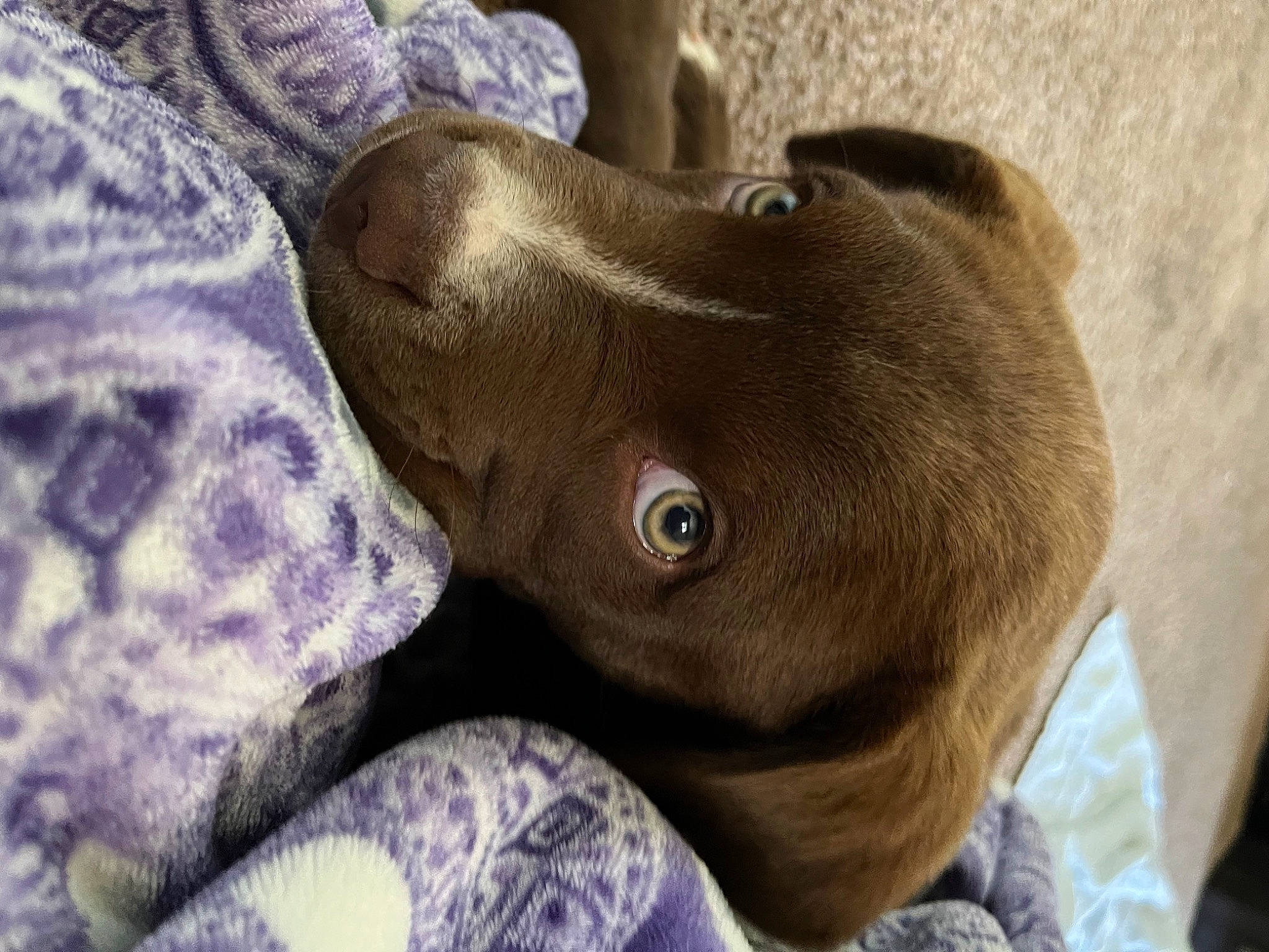 Bosco joined the competition — help win amazing prizes! carnivore, comfort, dog, dog_breed, ear, elephant, elephants_and_mammoths, fawn, fur, grass, linens, liver, plant, snout, terrestrial_animal, tree, whiskers, wood, working_animal, wrinkle