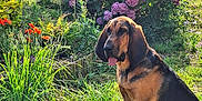 Agathe a rejoint le concours — aidez-le/la à gagner de superbes lots ! dog, garden, grass, flowers, hydrangea, purple, orange, sunlight, outdoor, nature, plant, bush, pet, canine, sitting, greenery, summer, flora, daylight, peaceful