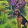 dog, garden, grass, flowers, hydrangea, purple, orange, sunlight, outdoor, nature, plant, bush, pet, canine, sitting, greenery, summer, flora, daylight, peaceful