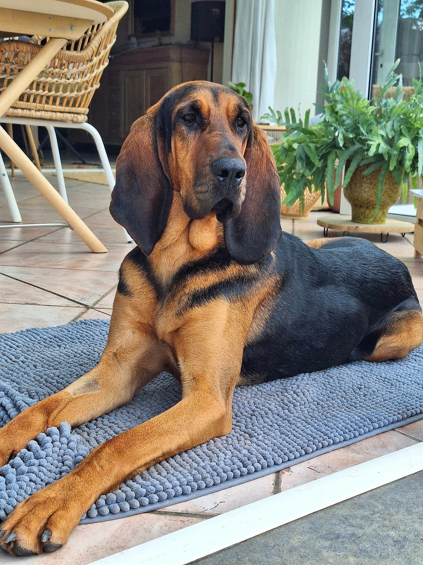 Agathe participe au concours pour gagner de l'argent avec cette photo : dog, bloodhound, indoor, rug, plant, wicker_chair, wooden_cabinet, tile_floor, relaxed, large_dog, brown_and_black, pet, animal, portrait, flooring, furniture, canine, domestic, ears, nails