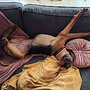 Agathe a rejoint le concours — aidez-le/la à gagner de superbes lots ! dog, couch, blanket, pillow, pet, relaxed, sprawled, fur, indoor, brown, black, canine, nap, comfortable, legs_up, home, domestic_animal, resting, collar, cute
