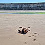 Agathe participe au concours pour gagner de l'argent avec cette photo : dog, beach, sand, paw_prints, cliffs, sky, sunny, outdoor, animal, canine, nature, rolling, playful, daytime, water, shoreline, harness, brown_dog, coast, scenic