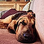 Agathe participe au concours pour gagner de l'argent avec cette photo : dog, sleeping, couch, nose, living_room, cozy, brown, furniture, pet, relaxing, indoors, closeup, canine, snout, ears, fur, resting, houseplant, pillow, blanket