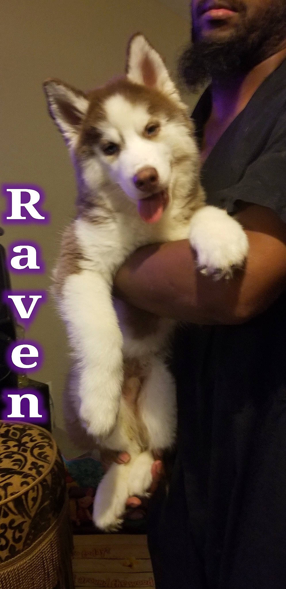 Raven joined the competition — help win amazing prizes! ancient_dog_breeds, canadian_eskimo_dog, canidae, canis, carnivore, companion_dog, dog, dog_breed, fur, non_sporting_group, paw, photo_caption, siberian_husky, sled_dog, snout, sporting_group, tail, wolf, working_animal, working_dog
