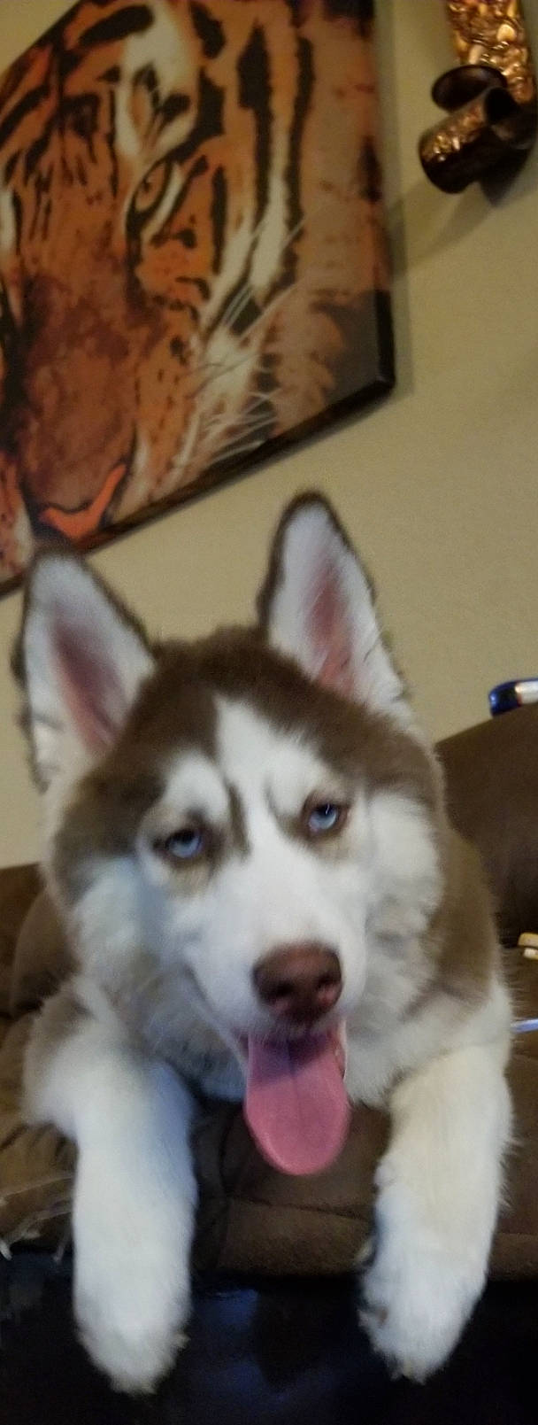 Raven joined the competition — help win amazing prizes! ancient_dog_breeds, canidae, carnivore, companion_dog, dog, dog_breed, fur, non_sporting_group, picture_frame, siberian_husky, sled_dog, snout, sporting_group, terrestrial_animal, whiskers, wolf, working_animal, working_dog