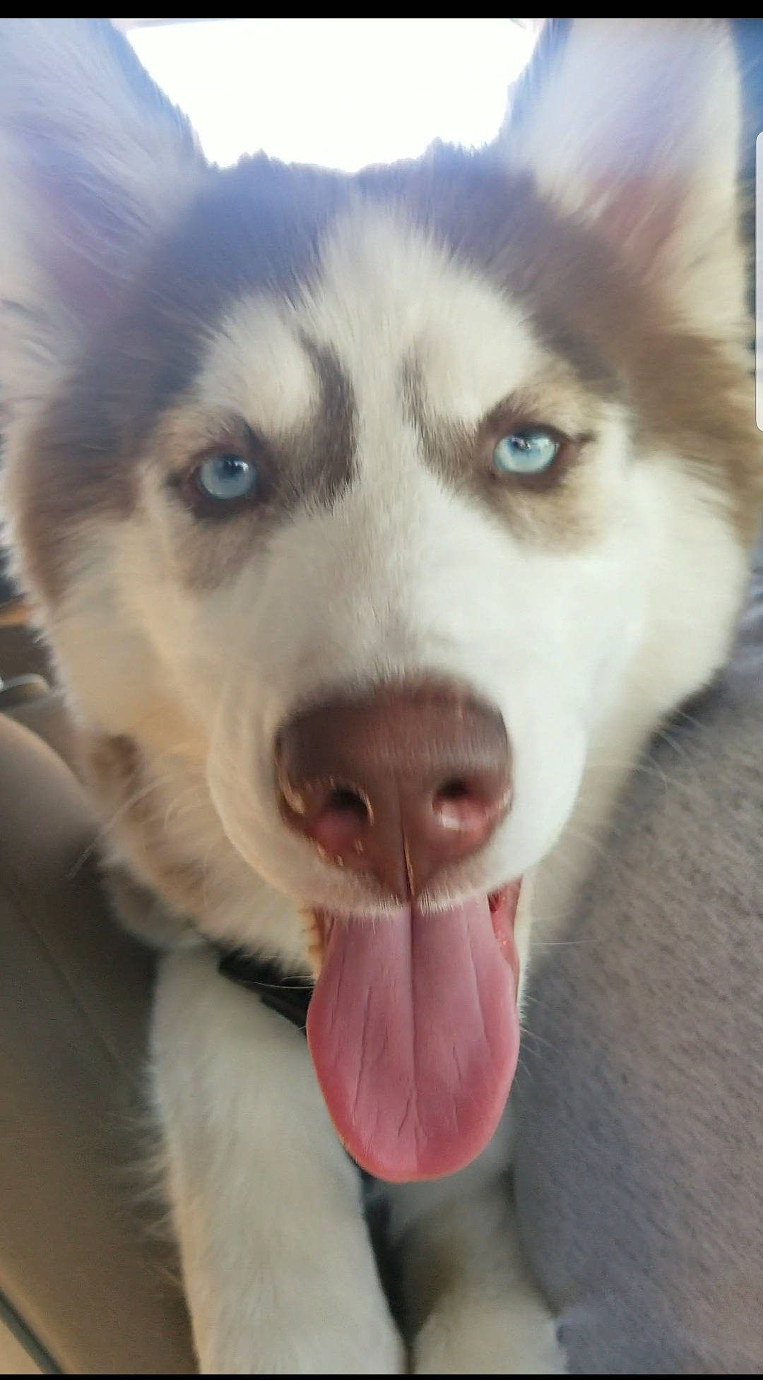 Raven is registered to the contest to win money with this photo: beauty, canidae, canis, carnivore, close_up, companion_dog, dog, dog_breed, ear, fawn, fur, jaw, siberian_husky, sled_dog, snapshot, snout, sporting_group, whiskers, wolf, working_animal