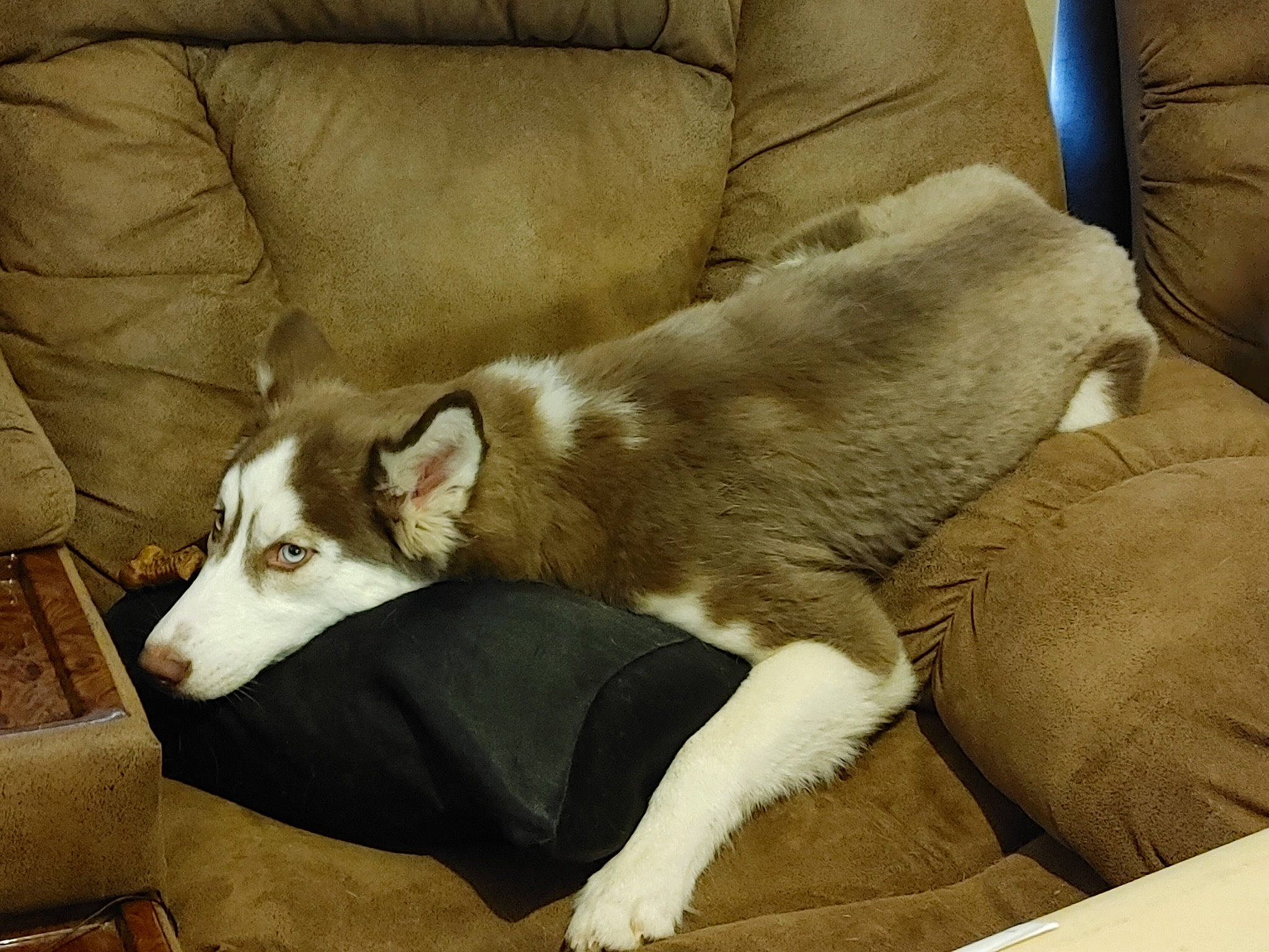 Raven is registered to the contest to win money with this photo: canidae, carnivore, comfort, companion_dog, couch, dog, dog_breed, fur, furniture, non_sporting_group, paw, snout, sporting_group, tail, terrestrial_animal, whiskers, working_animal, working_dog