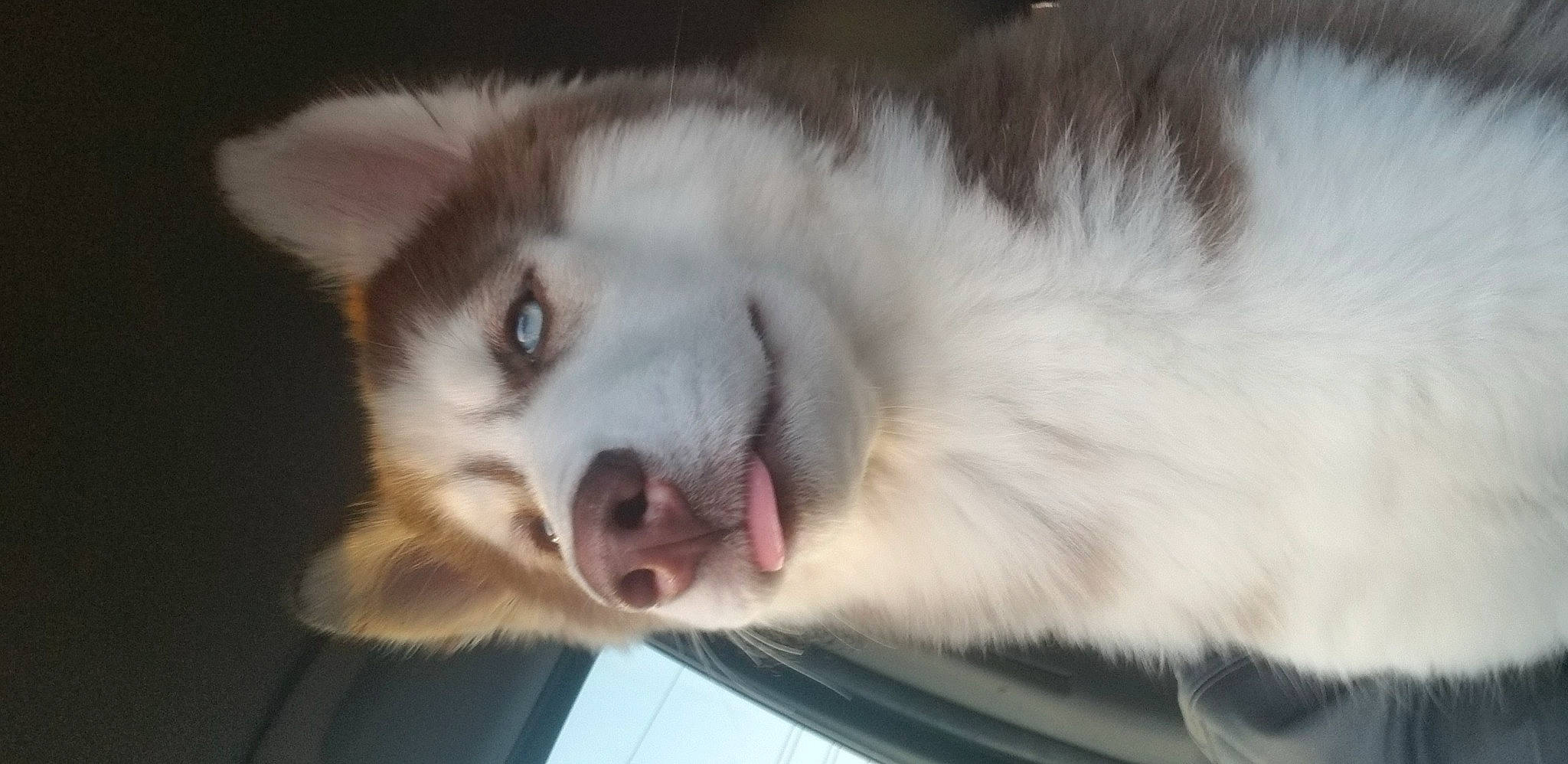 Raven joined the competition — help win amazing prizes! canidae, carnivore, companion_dog, dog, dog_breed, fang, felidae, fur, jaw, paw, puppy, small_to_medium_sized_cats, snout, sporting_group, terrestrial_animal, whiskers, wildlife, working_animal, working_dog