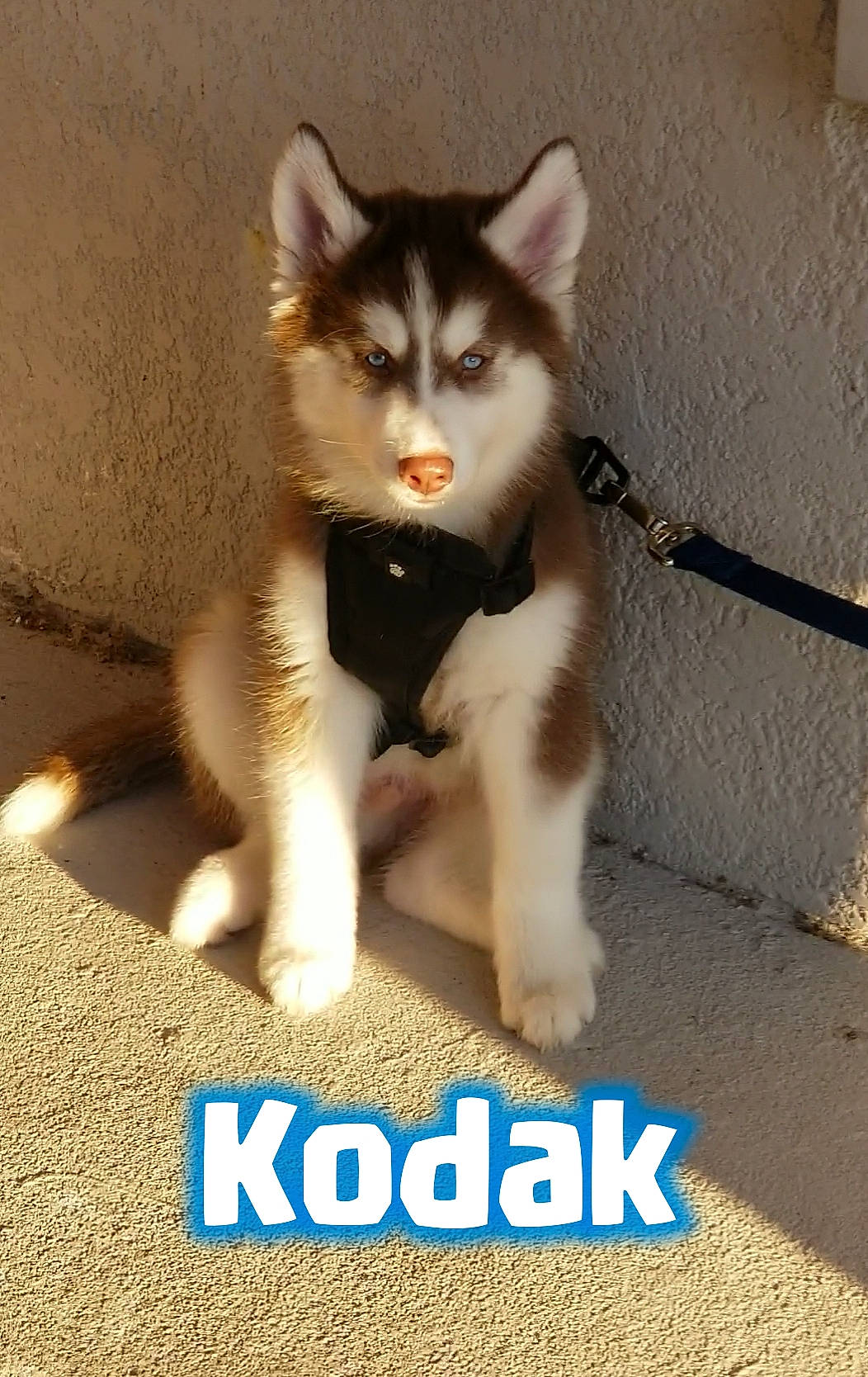 Kodak is registered to the contest to win money with this photo: advertising, canidae, carnivore, cat, companion_dog, dog_breed, domestic_short_haired_cat, fawn, felidae, font, fur, paw, photo_caption, sitting, small_to_medium_sized_cats, snout, tail, terrestrial_animal, whiskers, wildlife