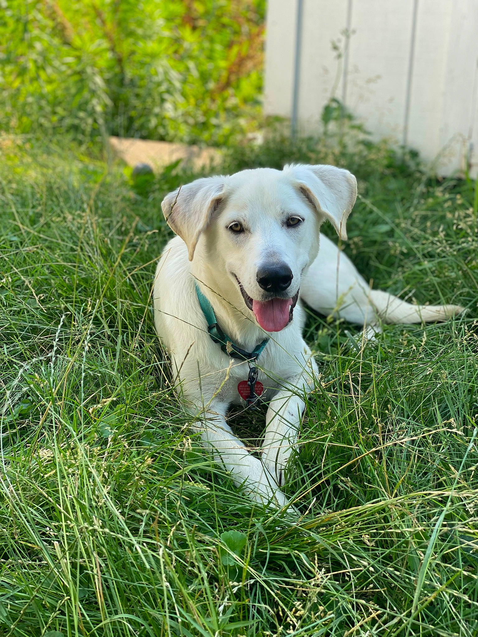 Montana is registered to the contest to win money with this photo: carnivore, collar, companion_dog, dog, dog_breed, dog_collar, dog_supply, fawn, fence, grass, grassland, labrador_retriever, leash, pet_supply, plant, retriever, sporting_group, tail, whiskers, working_animal