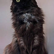 Gribouille a rejoint le concours — aidez-le/la à gagner de superbes lots ! alert, animal, cat, closeup, curious, dark_fur, domestic_cat, ears, face, feline, fluffy, fur, furry, indoor, leather_surface, pet, portrait, sitting, whiskers, yellow_eyes