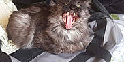 Gribouille participe au concours pour gagner de l'argent avec cette photo : animal, bag, cat, closeup, domestic, fabric, feline, fluffy, fur, gray_cat, home, indoor, mouth_open, pet, relaxed, resting, teeth, tongue, whiskers, yawning