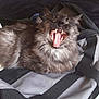 Gribouille participe au concours pour gagner de l'argent avec cette photo : cat, gray_cat, fluffy, yawning, teeth, tongue, pet, animal, indoor, bag, fabric, resting, closeup, feline, whiskers, fur, mouth_open, relaxed, home, domestic