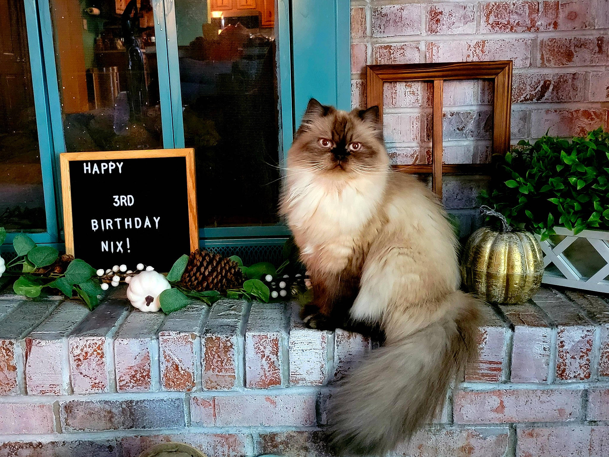 Luci is registered to the contest to win money with this photo: birman, british_longhair, carnivore, cat, fawn, felidae, fur, grass, mammal, plant, ragdoll, road_surface, sitting, small_to_medium_sized_cats, street, tail, vertebrate, whiskers, window, wood